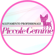 Allevamento Chihuahua Piccole Gemme - Pontoglio (Brescia)